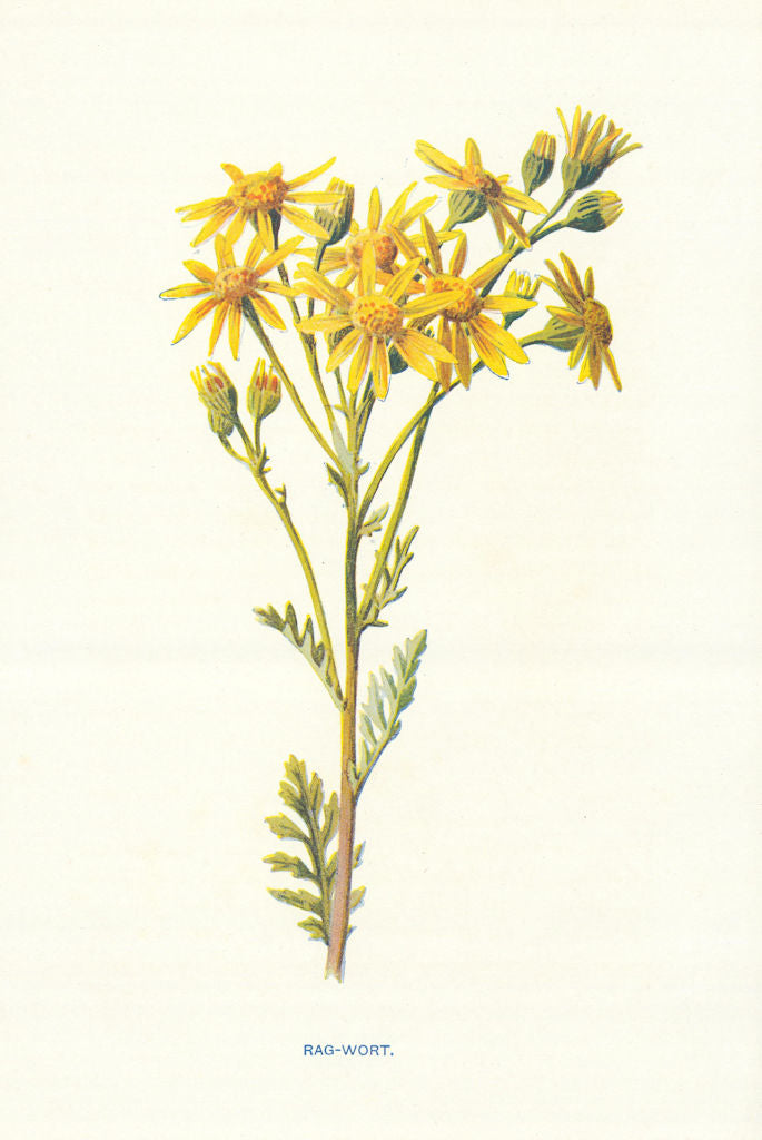 Rag-Wort. Wild Flowers by Frederick Edward Hulme c1895 old antique print